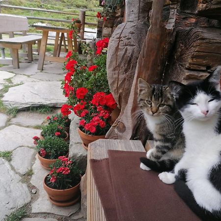 Birnbaum Chalets Grossarl Dış mekan fotoğraf